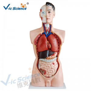 Medical Anatomy Human Body Model 85CM Male Torso Model 19 Parts