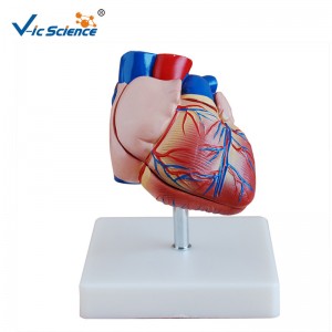 Plastic Model New Style Life-Size Heart Model Anatomy Model for Midical Teaching